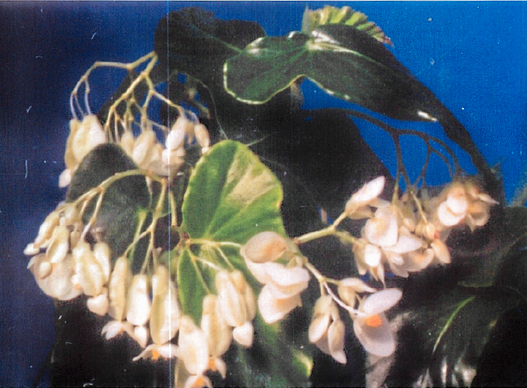 B. ‘Sugar Moon’